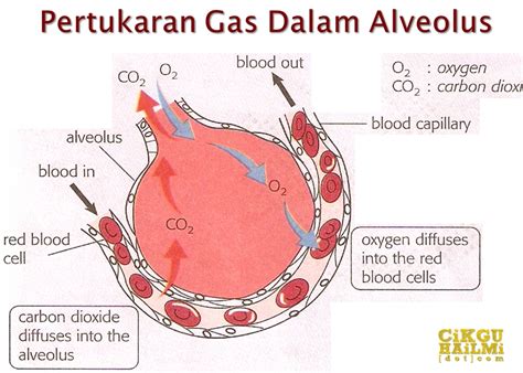 pertukaran udara di alveolus terjadi secara
